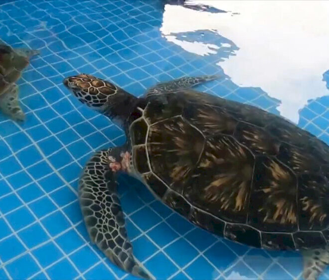 Merawat penyu yang terancam punah: Festival Musim Semi seorang pegiat konservasi Tiongkok