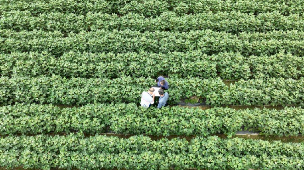 13904 tiongkok memanfaatkan sains dan teknologi untuk meningkatkan pemuliaan biologis dan variet669ab25216800