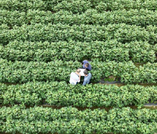 Tiongkok memanfaatkan sains dan teknologi untuk meningkatkan pemuliaan biologis dan varietas benih