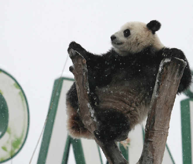 Seekor panda nakal bermain-main di salju