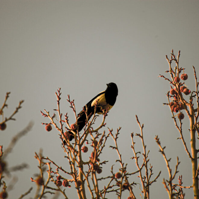 Burung Murai Oriental – Burung Terpintar di Beijing?