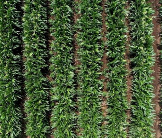 Ilmuwan internasional bahas isu umum perlindungan tanah hitam