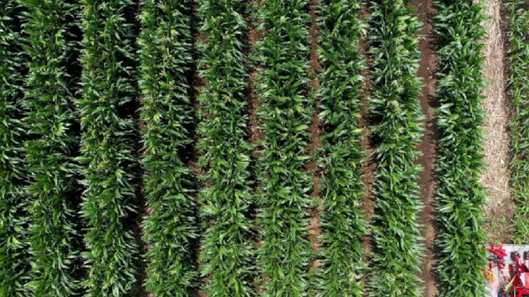 Ilmuwan internasional bahas isu umum perlindungan tanah hitam