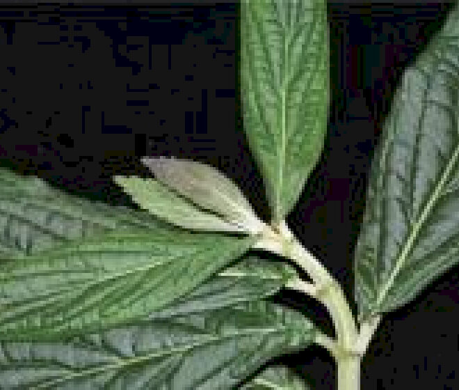 Spesies baru Paraphlomis ditemukan di Tiongkok Selatan