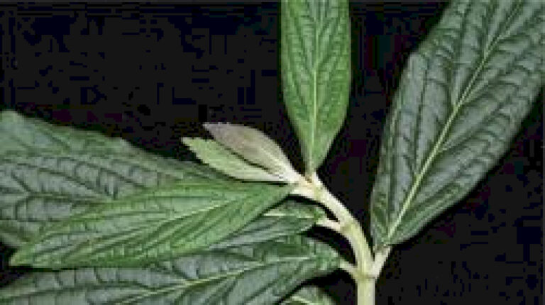 Spesies baru Paraphlomis ditemukan di Tiongkok Selatan