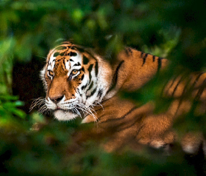 Hari Harimau Internasional: Mengapa kita harus melindungi harimau liar?