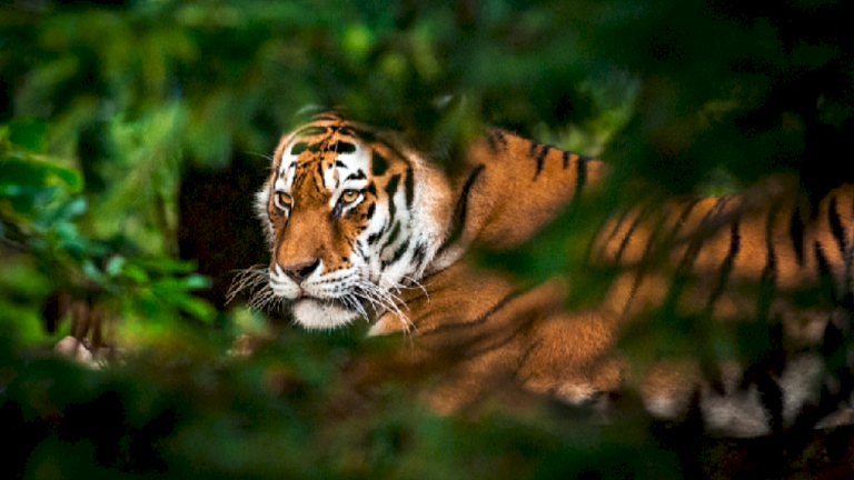 Hari Harimau Internasional: Mengapa kita harus melindungi harimau liar?