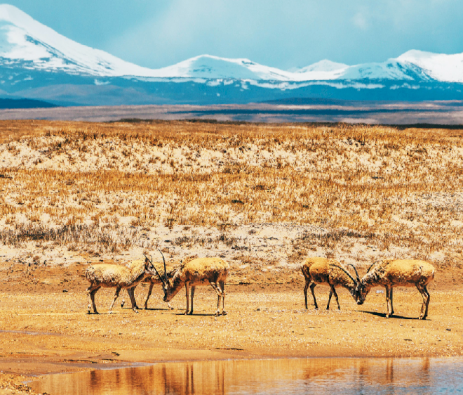 Menyaksikan antelop Tibet di sepanjang Jalan Raya Qinghai-Xizang
