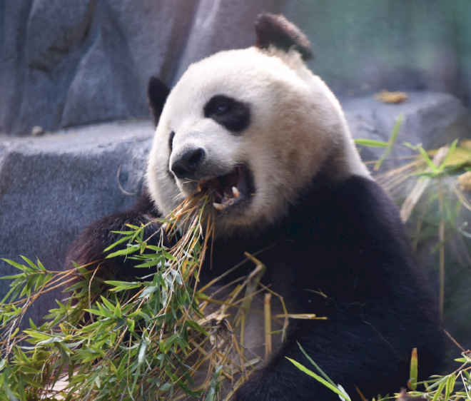 California menetapkan Hari Panda untuk debut publik dua panda raksasa