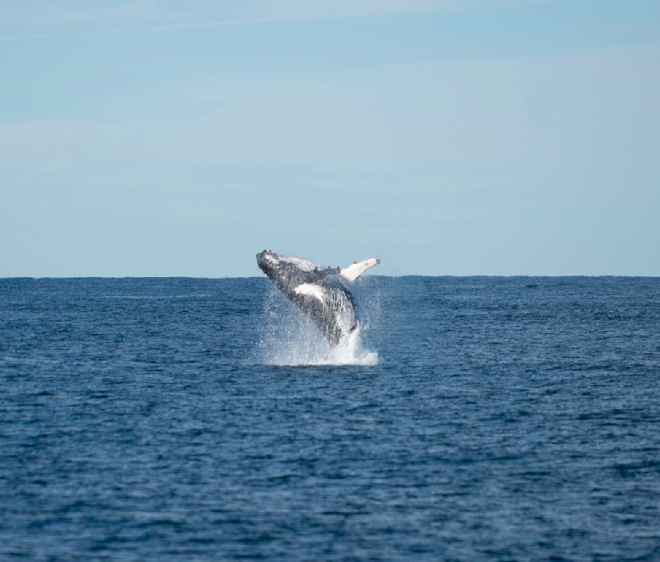 Studi menunjukkan peran kawasan perlindungan laut dalam melindungi paus