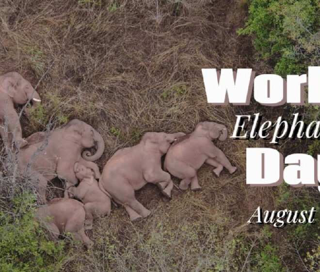 Teknologi baru membantu membangun keharmonisan antara manusia dan gajah