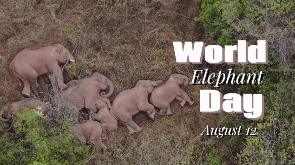 teknologi-baru-membantu-membangun-keharmonisan-antara-manusia-dan-gajah