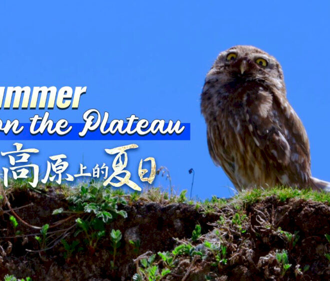 Musim panas di dataran tinggi: Seekor burung pemangsa sejati dalam paket kecil