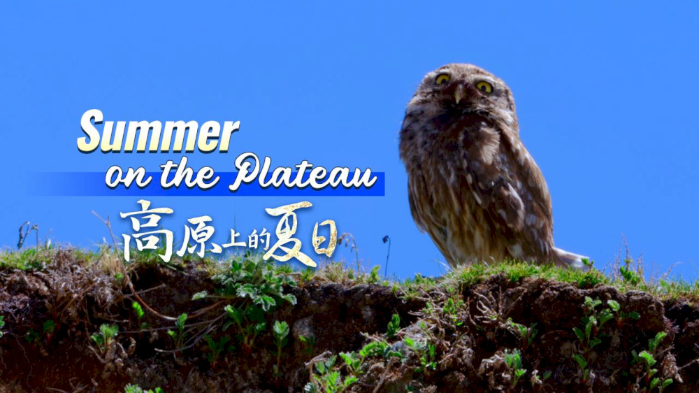 musim-panas-di-dataran-tinggi:-seekor-burung-pemangsa-sejati-dalam-paket-kecil