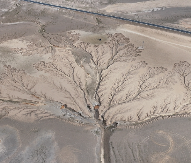 “Pohon Bumi” di Xizang tampak seperti nyata