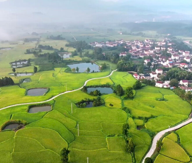 Sawah bertingkat di Anhui menandai dimulainya musim panen