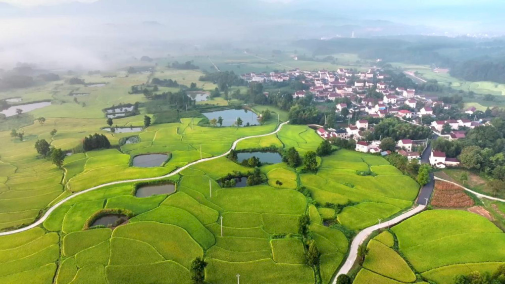 sawah-bertingkat-di-anhui-menandai-dimulainya-musim-panen
