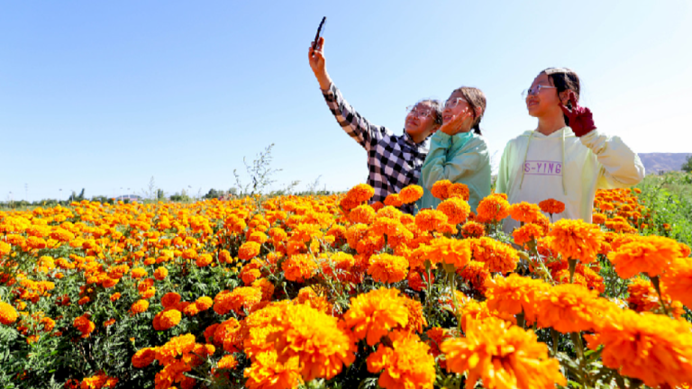 Bunga marigold yang mekar ‘membuka’ jalan emas bagi peremajaan pedesaan di Gansu