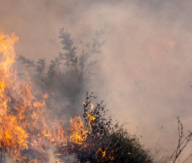 Kebakaran hutan melanda ladang tebu di tenggara Brasil