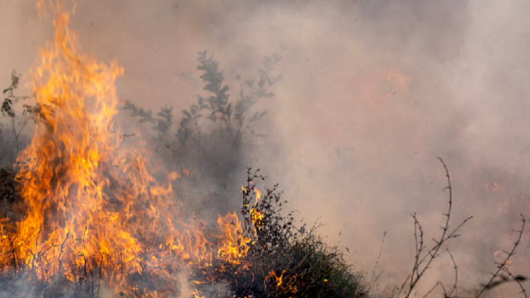 Kebakaran hutan melanda ladang tebu di tenggara Brasil