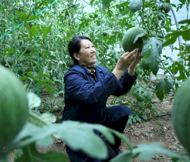 Semangka yang ditanam di udara masuk pasar Hubei