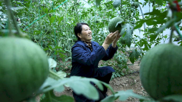 Semangka yang ditanam di udara masuk pasar Hubei