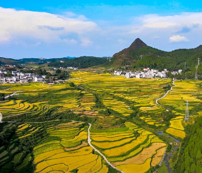 Merayakan panen padi yang melimpah di sebuah desa di Guizhou