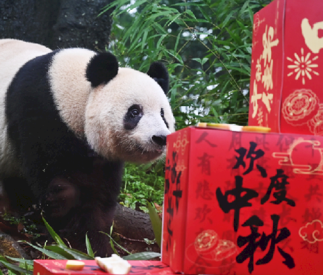 Panda raksasa ‘merayakan’ Festival Pertengahan Musim Gugur di Sichuan
