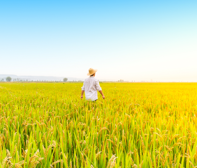 Tiongkok mencatat peningkatan bersih lahan pertanian selama tiga tahun berturut-turut