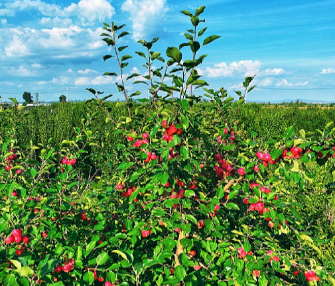 Ekspor buah-buahan gurun dari Tiongkok membawa cita rasa baru ke Asia Tenggara