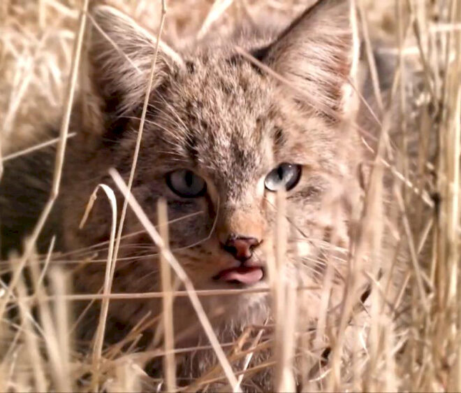 Penjaga muda menjaga satwa liar di taman nasional di barat laut Tiongkok