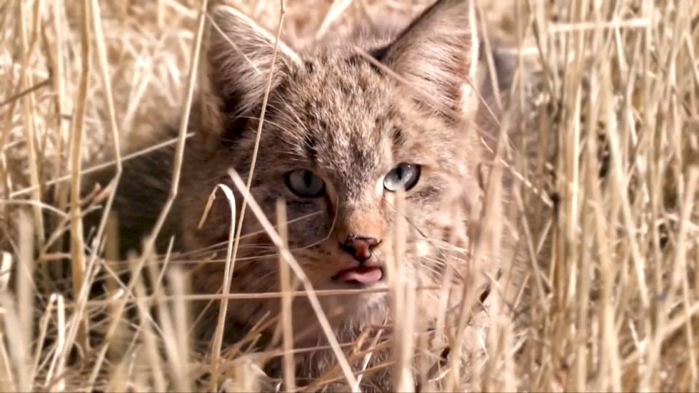 penjaga-muda-menjaga-satwa-liar-di-taman-nasional-di-barat-laut-tiongkok