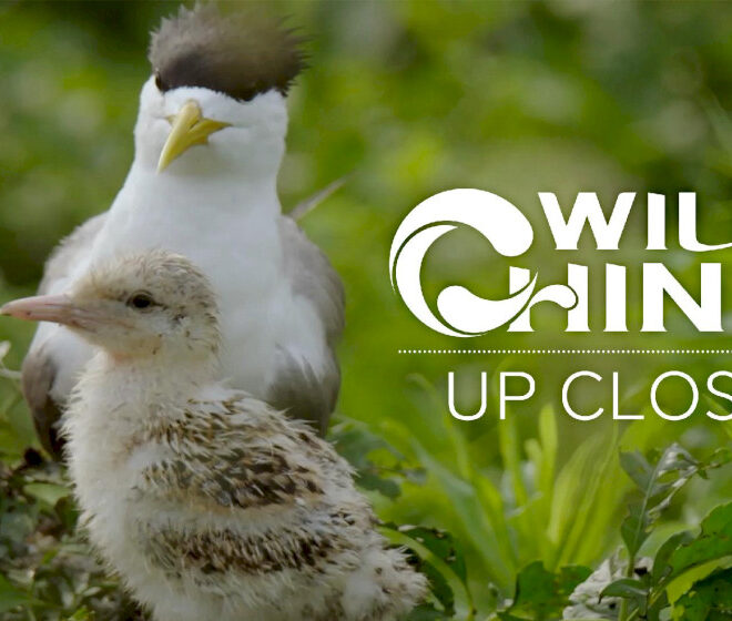 China Liar Dari Dekat: Tidak semua burung bisa tumbuh besar