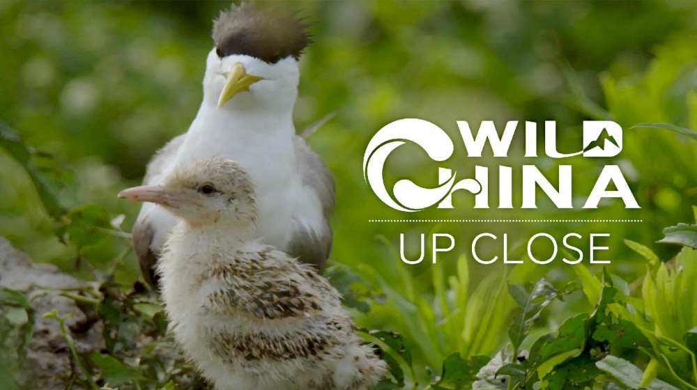 china-liar-dari-dekat:-tidak-semua-burung-bisa-tumbuh-besar