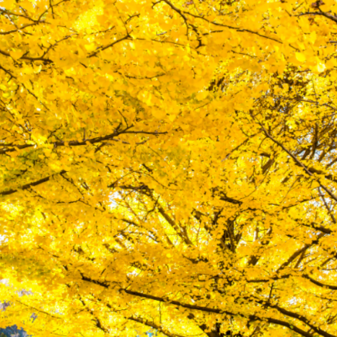 Punya Foto Warna Musim Gugur Beijing? Bagikan Dengan Kami!