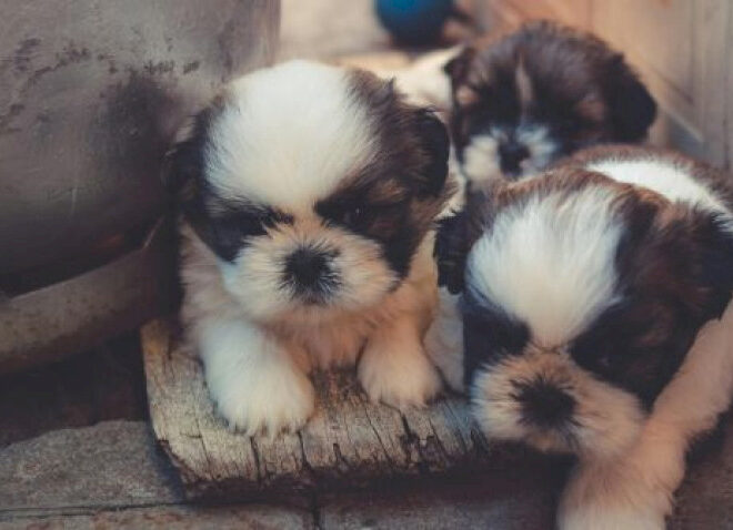 Apakah Anda Sudah Tahu Tentang Program Asuh Furry Tales?