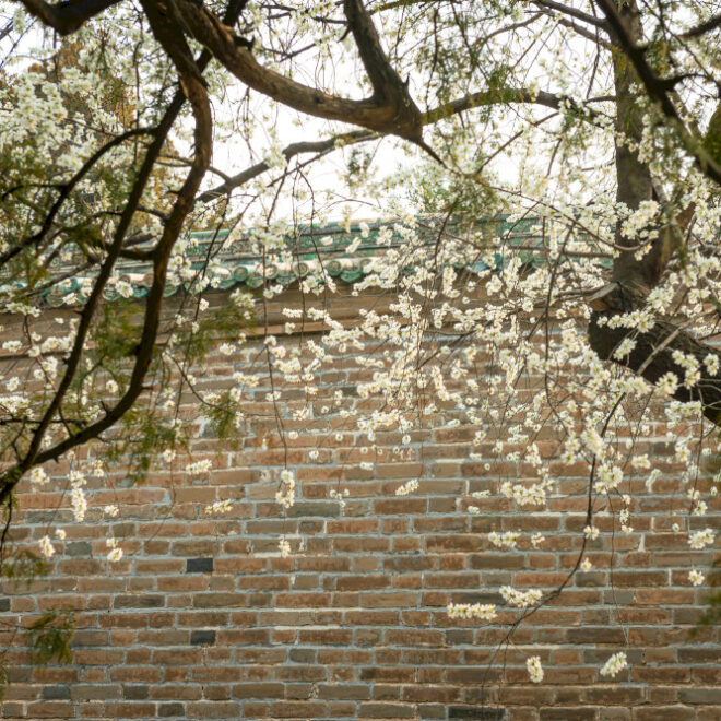 Musim semi (akhirnya) bermunculan! Di sinilah melihat bunga di Beijing