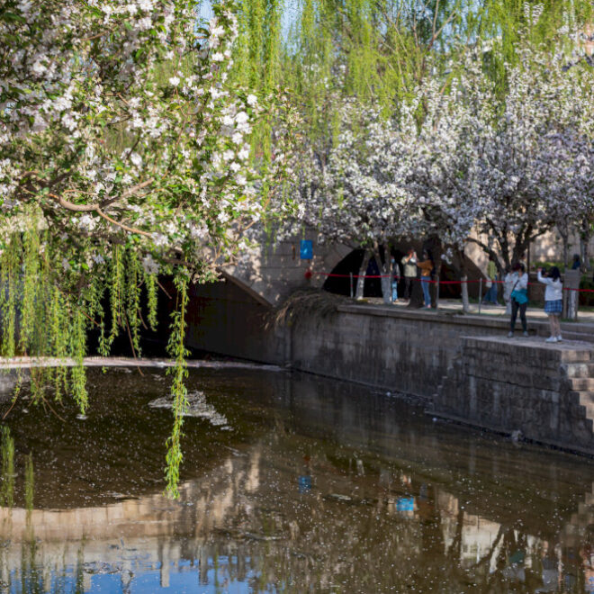 Punya foto bunga Beijing? Bagikan dengan kami!
