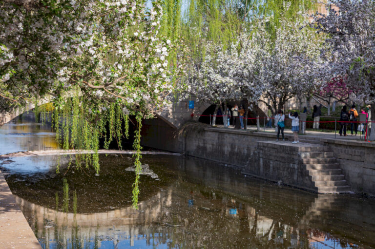 Punya foto bunga Beijing? Bagikan dengan kami!