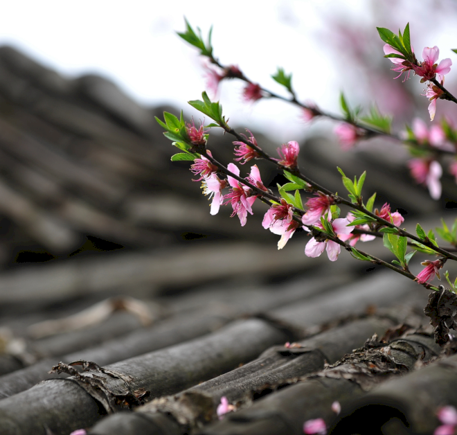 Mandarin Senin: Kosakata penting untuk menyambut musim semi