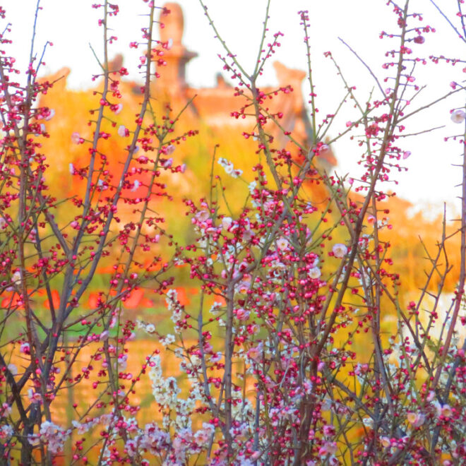 Best of Beijing dalam foto pembaca: mekar Beijing