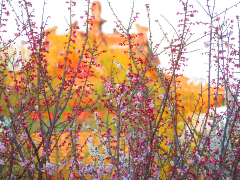 Best of Beijing dalam foto pembaca: mekar Beijing