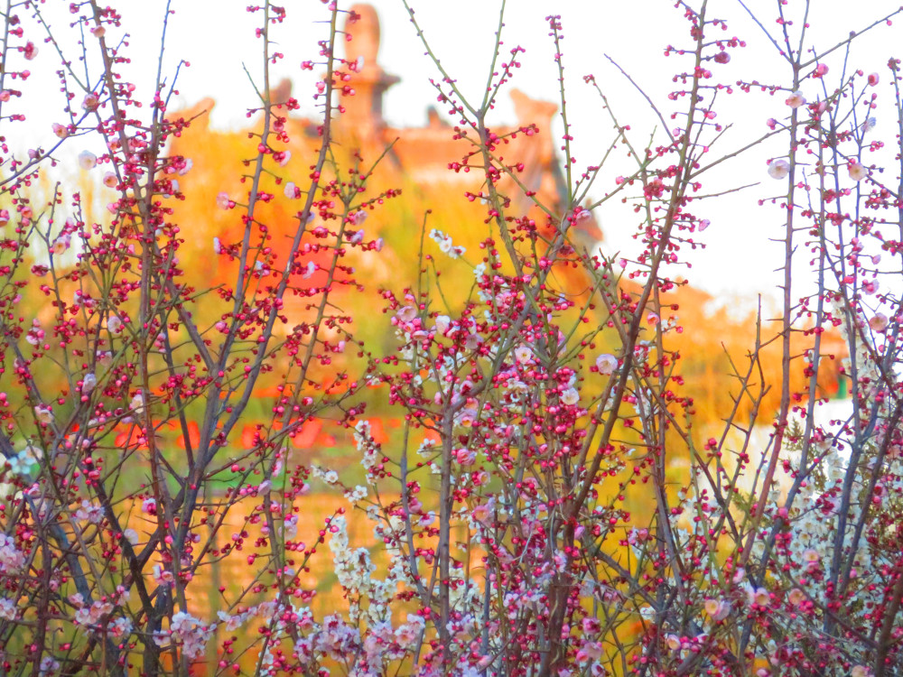 Best of Beijing dalam foto pembaca: mekar Beijing 1 best-of-beijing-dalam-foto-pembaca:-mekar-beijing