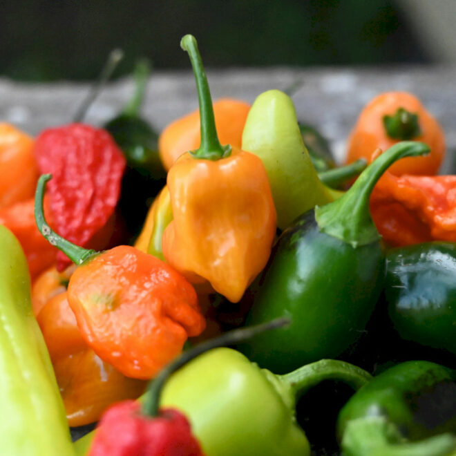 Mandarin Senin: Semua tentang cabai paprika