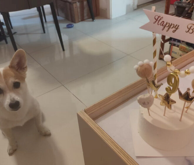 Tempat Mendapatkan Kue Ulang Tahun Ramah Pet di Beijing