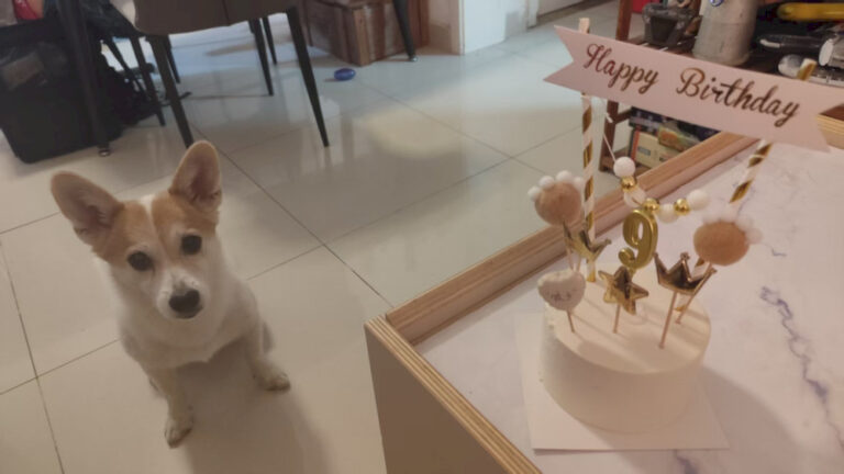 Tempat Mendapatkan Kue Ulang Tahun Ramah Pet di Beijing