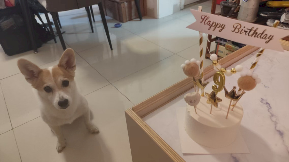 tempat-mendapatkan-kue-ulang-tahun-ramah-pet-di-beijing