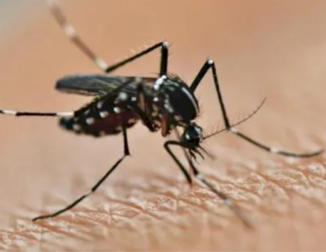 Berita Beijing: CDC Chikungunya Penasihat, Penipuan & Keselamatan Helm